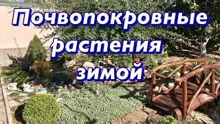 Почвопокровные растения. Клумбы зимой.Очиток Ясколка Лобелия. Как выглядят зимой почвопокровные.