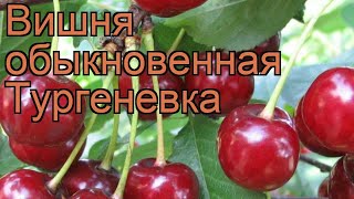 Вишня обыкновенная Тургеневка (turgenevka) ? обзор: как сажать, саженцы вишни Тургеневка