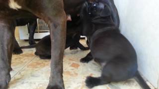 Camada staffordshire bull terrier