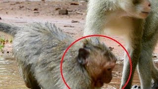 Pity Sweet pea Very Scare, Mom Popeye don't Care her Son,Big monkey do Bad on Sweetpea,