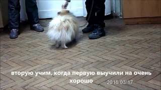 Школа юных кинологов  г. Киев Учим собаку ходить за рукой и команду Танцуй