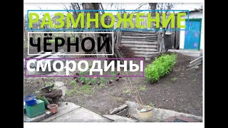 Размножение чёрной смородины черенками в школке