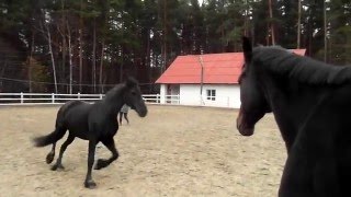 Как обучать двух лошадей сразу. Видео про лошадей для детей.