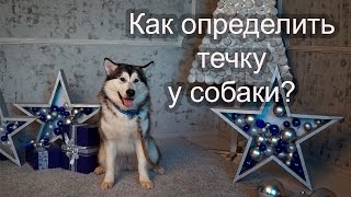 ? Как определить течку у собаки?
