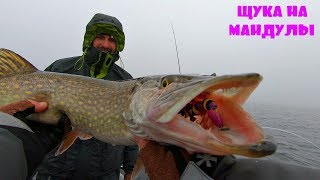 Я такого не ожидал! Бешеный клев щуки на мандулы! Плюс в прилове карась!