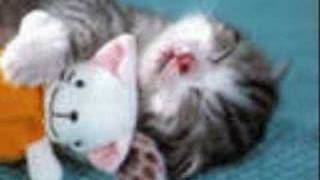 STOP ANIMAL ABUSE