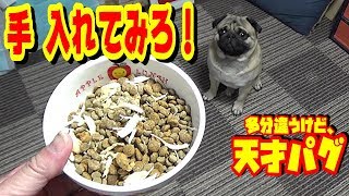 【あるある】ご飯を食べている最中に、お皿の中に手を入れたら、どうなる？　うちのパグ『おまめ日記』《ブサかわバグ動画》