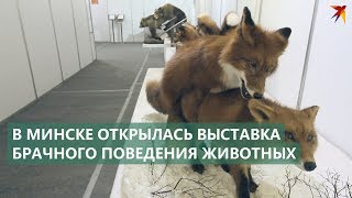 Шокирующая выставка в Минске: Брачные игры животных