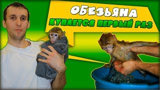 Обезьяна первый раз купается в тазике. Как удалось это сделать?