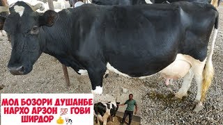 Мол бозор Душанбе гови ширдор ? нархи арзон?? ?
