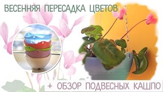 Обзор на подвесные кашпо с Алиэкспресс + МК как пересадить цикламены