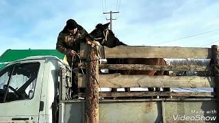 Погрузка и транспортировка лошади.Жесть.