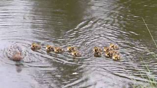 Trout Attacks Mother Duck