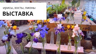 Необычная выставка: ирисы, хосты, пионы