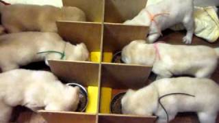 英国ラブラドール子犬のお食事
