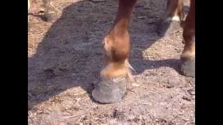 Хирургические болезни лошадей. surgery horses