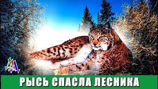 Как РЫСЬ спасла своего хозяина-лесника