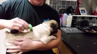 How much do Pugs shed?