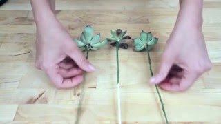 Суккуленты. Постановка на ножку. Три варианта
