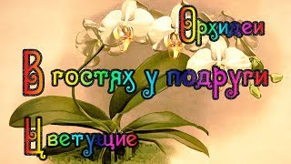 В гостях у подружки Орхидеи (Новый год)