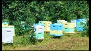 Тольяттинские ульи из пенополиуретана