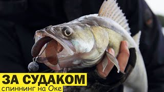 ЛОВЛЯ СУДАКА. РЫБАЛКА НА ОКЕ. Ловля на спиннинг.