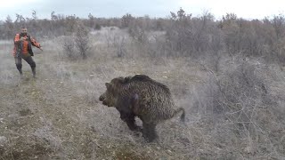 Bol Aksiyonlu  domuz avı.Wild boar hunting