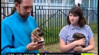Приют для бездомных животных может оказаться в центре скандала