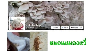 รวมฮิต หนอนแมลงหวี่ | ฟาร์มบ้านต้นคูน