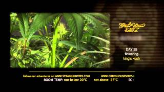 Kings Kush - Green House Grow Sessions