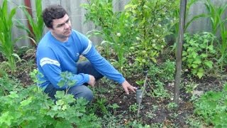 Способ посадки и выращивания яблонь "Штамбовая пирамида". Хозяйство Виктора Вовка.