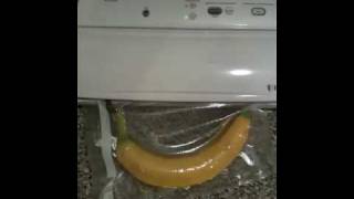 Vacuum Banana