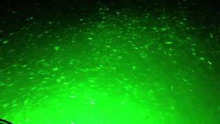 Green Light Night Fishing - Bait