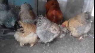 БОЛЬШОЙ СПЕЦИАЛИСТ ПО КУРАМ