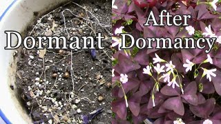 How To Let Your Purple Shamrocks, Oxalis triangularis Go Dormant.
