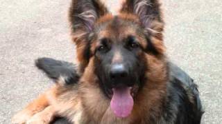 Altdeutscher Schäferhund Welpe Kira - News