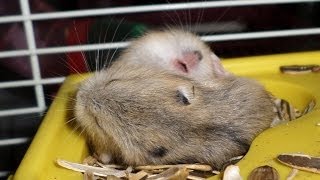 Hamsters bebes peleando / hamster babies beautiful