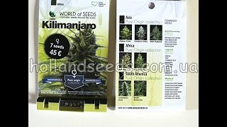 Семена конопли KILIMANJARO