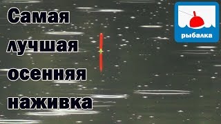 Какая самая лучшая осенняя наживка + отчёт о рыбалке в сентябре