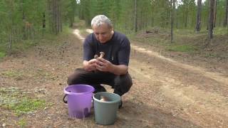 Сбор белых грибов в Сибири. Иркутская область.