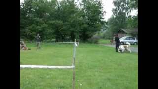 Moskevský strážní pes Monty 13 měsíců - Moscow watch dog Monty 13 months