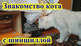 Знакомство кота Афанасия с шиншиллой Марсиком