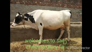 Hf cow loading to jammu on sarb cheema dairy farm cont 7508023218