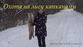 Охота на Лису капканами. Сезон 19/20. Жена поймала лису! Установка капкана в след + результат