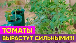 ?Крепкая рассада томатов до пикировки. Как вырастить? Выращиваем томаты вместе?