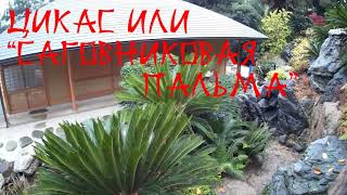 Крым. Партенит.  Парк Айвазовского.  Японский Сад/Japan Garden Crimea