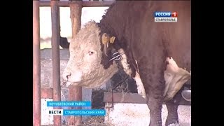 Один из ста лучших в мире быков обитает на Ставрополье