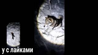 Охота на лесную куницу с лайками вечером
