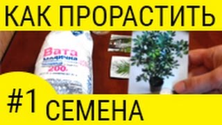 Семена в домашних условиях - Часть1