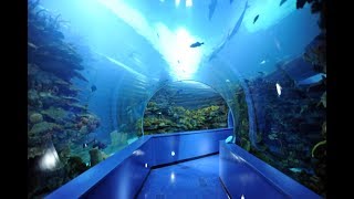 Video:Beautiful Sharjah Aquarium -Dubai